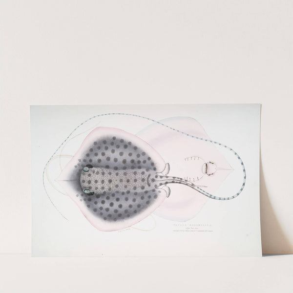 Russell's Sting Ray, Trygon Russellii. by John Edward Gray