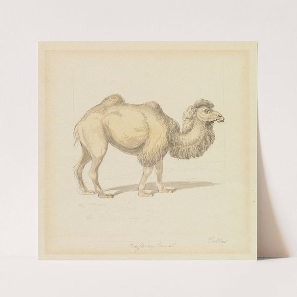 Russian Camel by Samuel Howitt