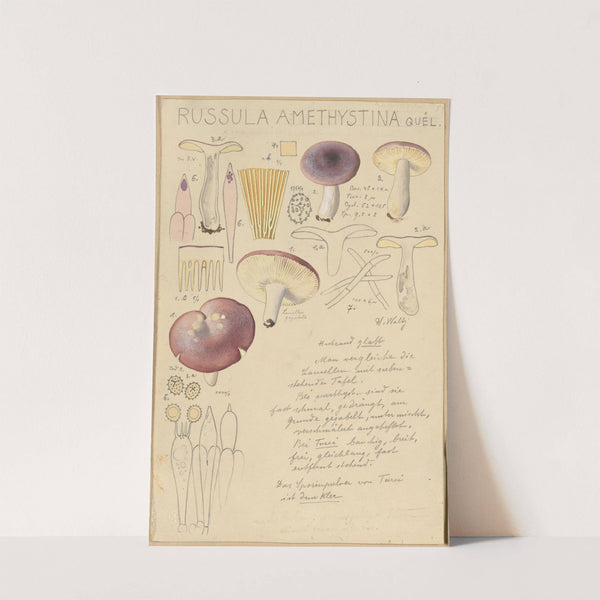 Russula amethystina (1915-1945) by Hans Walty