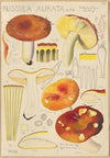 Russula aurata (1915-1945)