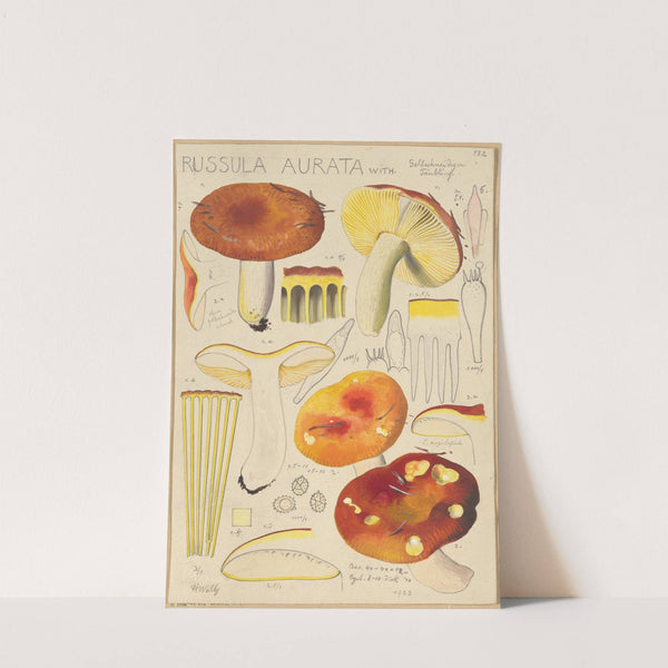 Russula aurata (1915-1945) by Hans Walty