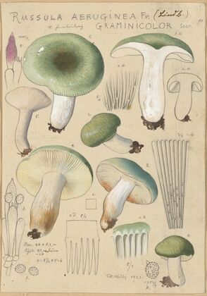 Russula aureginea (1915-1945)