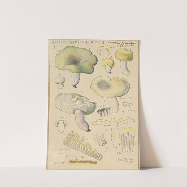Russula citrina Gill. (1915-1945) by Hans Walty