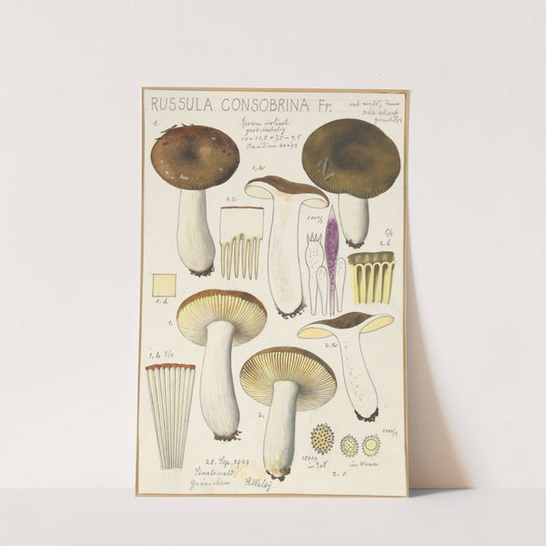 Russula consobrina (1915-1945) by Hans Walty