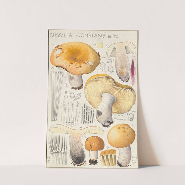 Russula constans (1915-1945) by Hans Walty