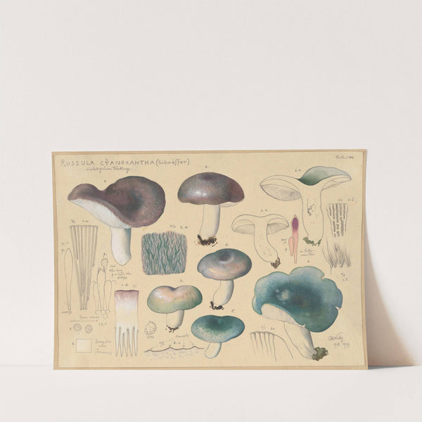 Russula cyanoxantha (Schaeffer) (1915-1945) by Hans Walty