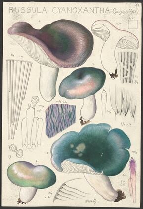 Russula cyanoxantha (Schaeffer). (1915-1945)