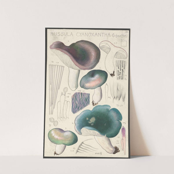 Russula cyanoxantha (Schaeffer). (1915-1945) by Hans Walty