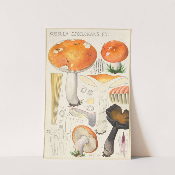 Russula decolorans Fr. (1915-1945) by Hans Walty