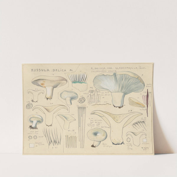 Russula delica (1915-1945) by Hans Walty