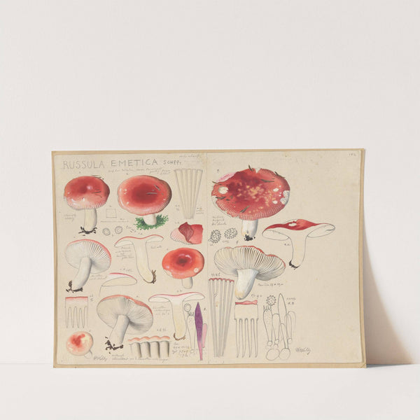 Russula emetica Schff. (1915-1945) by Hans Walty