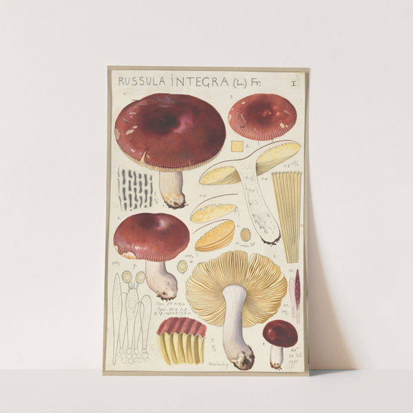 Russula integra (1915-1945) by Hans Walty