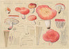 Russula lepida Fr. (1915-1945)