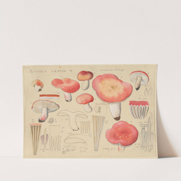 Russula lepida Fr. (1915-1945) by Hans Walty