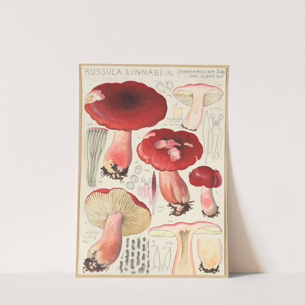 Russula linnaei (1915-1945) by Hans Walty