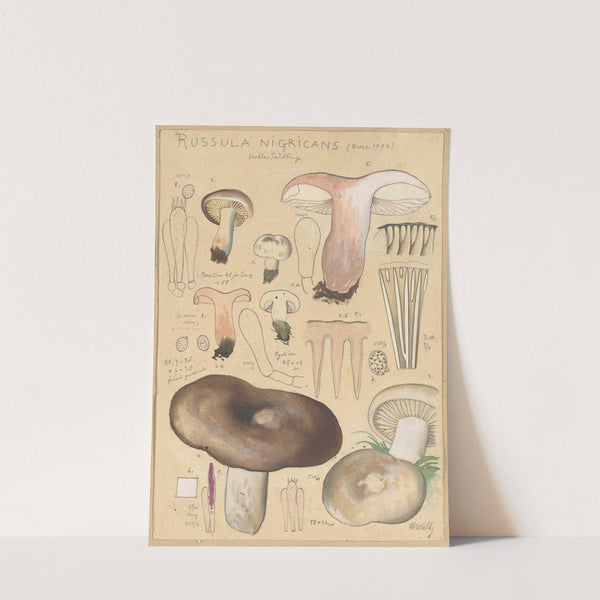 Russula nigricans (1915-1945) by Hans Walty