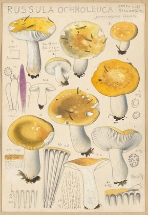 Russula ochroleuca (1915-1945)