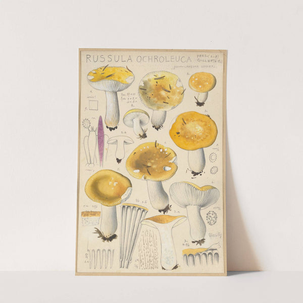 Russula ochroleuca (1915-1945) by Hans Walty