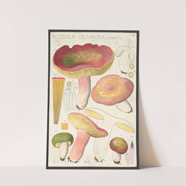 Russula olivacea (Schff.) (1915-1945) by Hans Walty