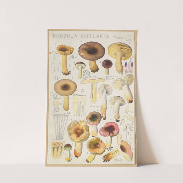 Russula Puellaries (1915-1945) by Hans Walty