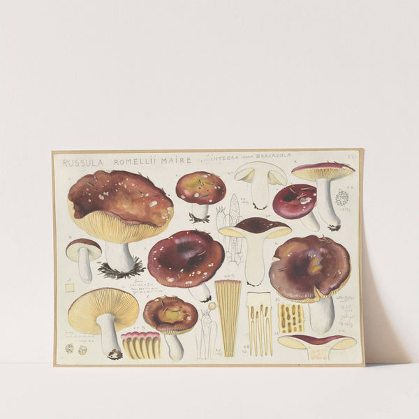 Russula romellii maire (1915-1945) by Hans Walty