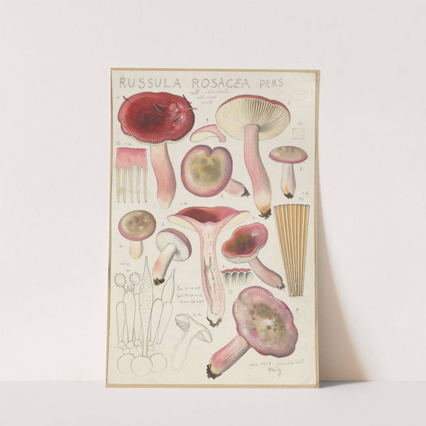 Russula rosacea (1915-1945) by Hans Walty