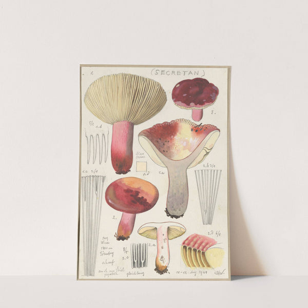 Russula secretan (1915-1945) by Hans Walty