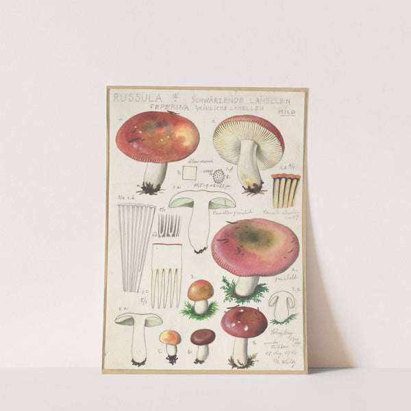 Russula Seperina (1915-1945) by Hans Walty