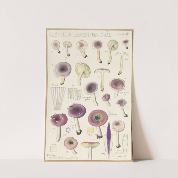 Russula serotina, Russula myrtilla (1915-1945) by Hans Walty