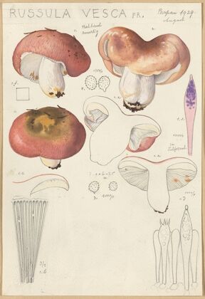 Russula vesca (1915-1945)
