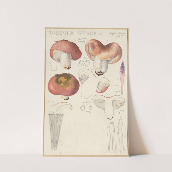 Russula vesca (1915-1945) by Hans Walty