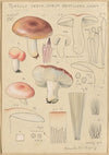Russula vesca subsp. Depallens singer (1915-1945)