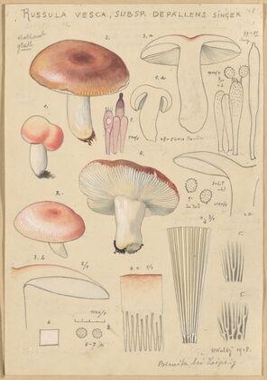 Russula vesca subsp. Depallens singer (1915-1945)