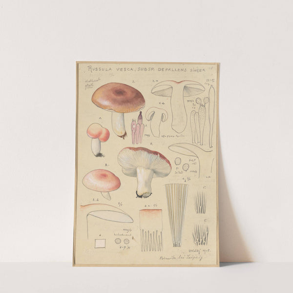 Russula vesca subsp. Depallens singer (1915-1945) by Hans Walty