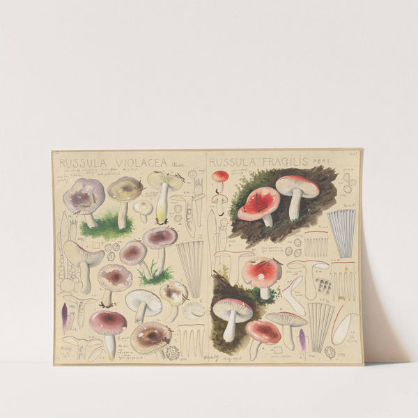 Russula violacea, Russula fragilis (1915-1945) by Hans Walty