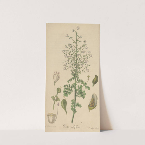 Ruta albiflora by William Jackson Hooker