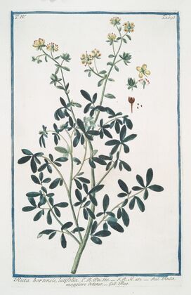 Ruta hortensis, latifolia – Ruta maggiore Ortense – Rue