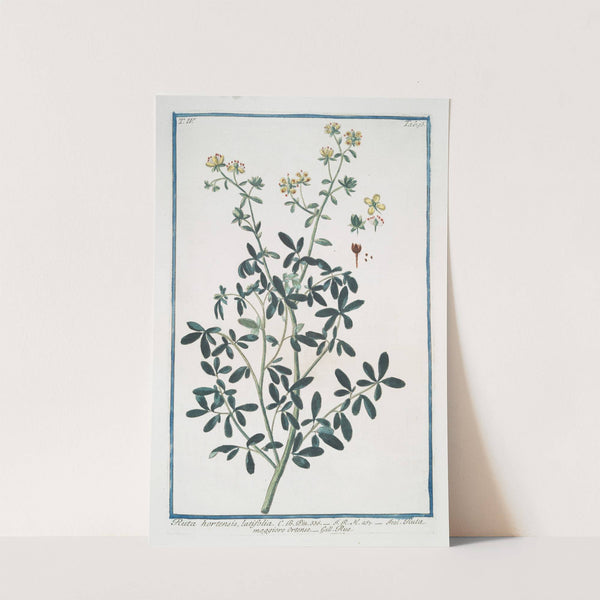 Ruta hortensis, latifolia - Ruta maggiore Ortense - Rue by Giorgio Bonelli