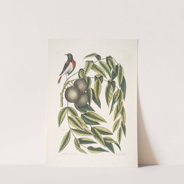 Ruticilla Americana, The Red-Start; Juglans Nigra, The Black Walnut. by Mark Catesby