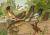 Ruticilla titys, Ruticilla phoenicurus