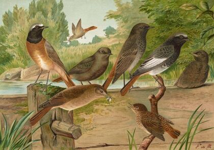 Ruticilla titys, Ruticilla phoenicurus