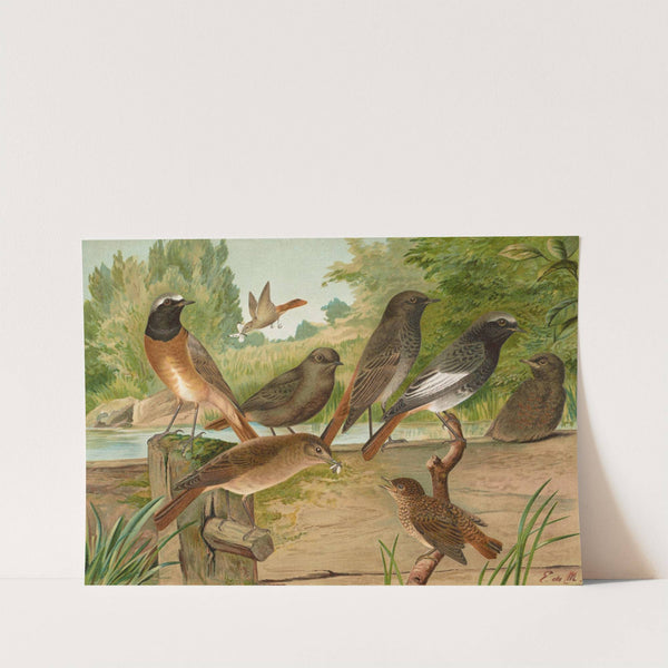 Ruticilla titys, Ruticilla phoenicurus by Johann Friedrich Naumann