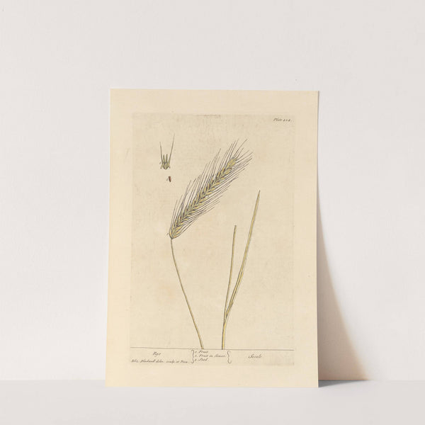 Rye by Elizabeth Blackwell