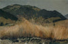 Rye field in the Jura
