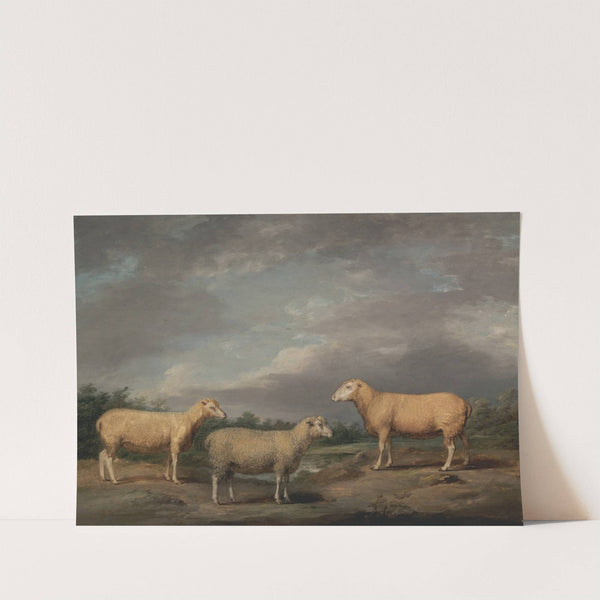 Ryelands Sheep, the King’s Ram, the King’s Ewe and Lord Somerville’s Wether (1801-1807) by James Ward