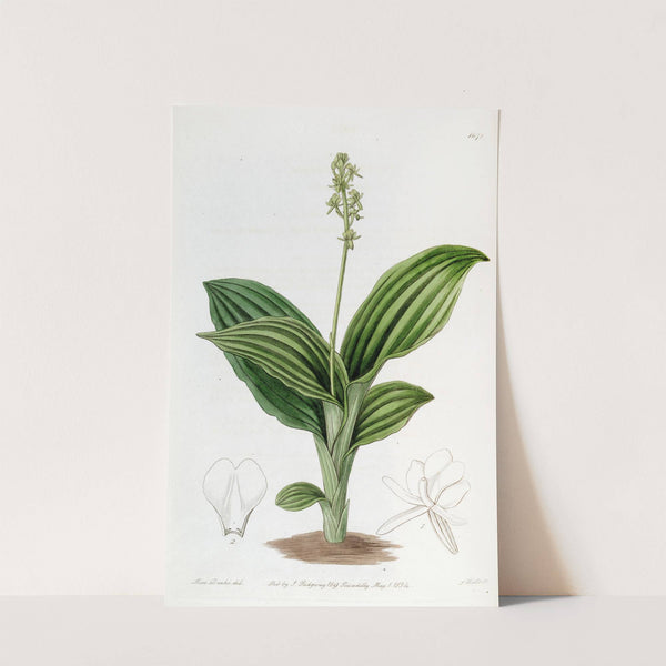 S. Leone Liparis by Sydenham Edwards