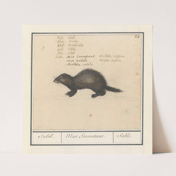 Sabelmarter (Martes zibellina) Sabel. Mus Sarmaticus. Sable (1596-1610) by Anselmus Boëtius de Boodt