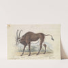 Sable Antelope (1837) by Charles Hamilton Smith