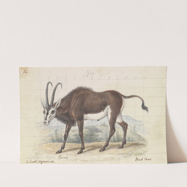 Sable Antelope (1837) by Charles Hamilton Smith