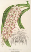 Saccolabium Blumei, var. majus